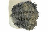 Spiny Drotops Armatus Trilobite - Colorful Shell #232777-3